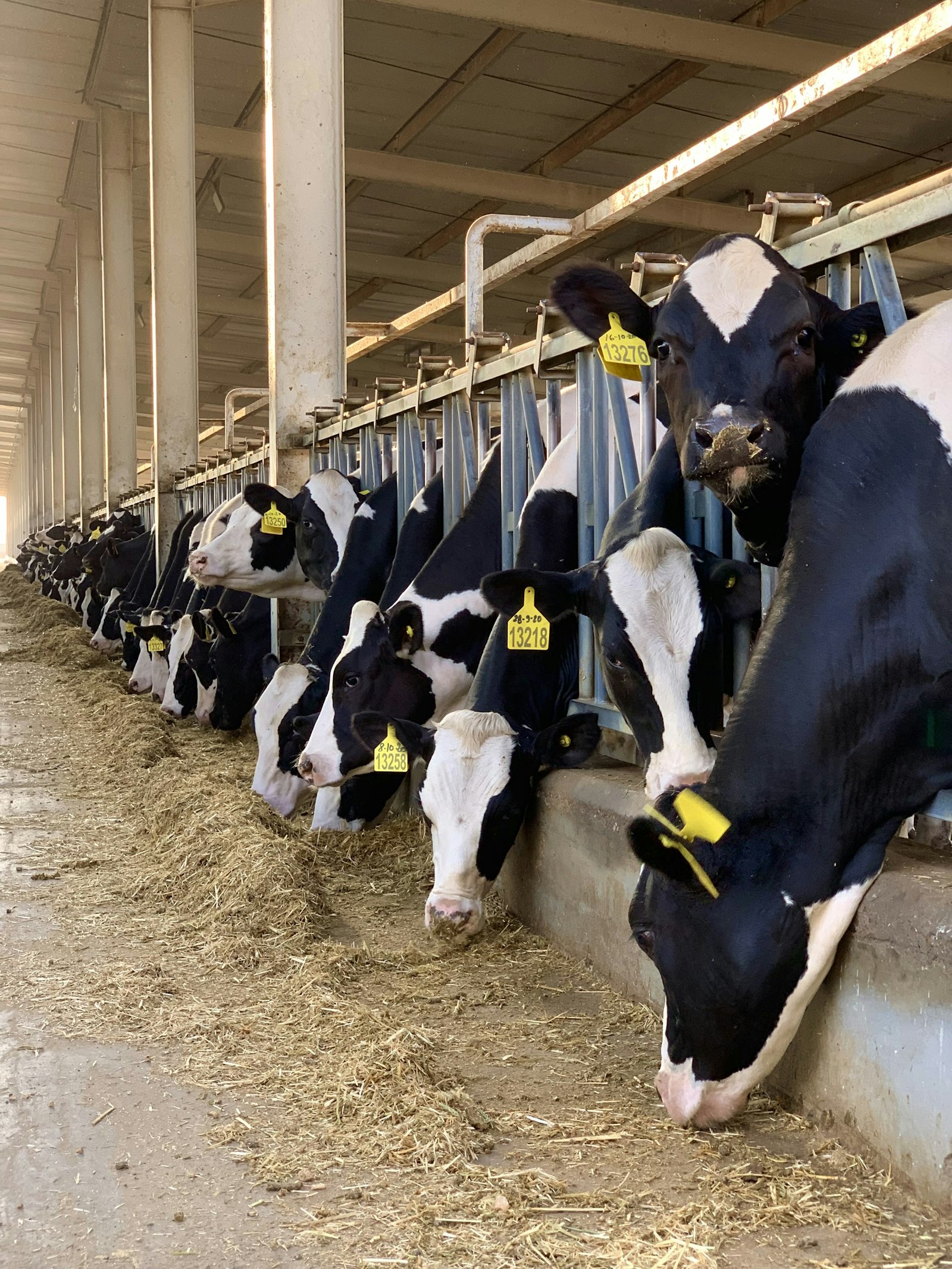 Dairy cows standing together inside a barn