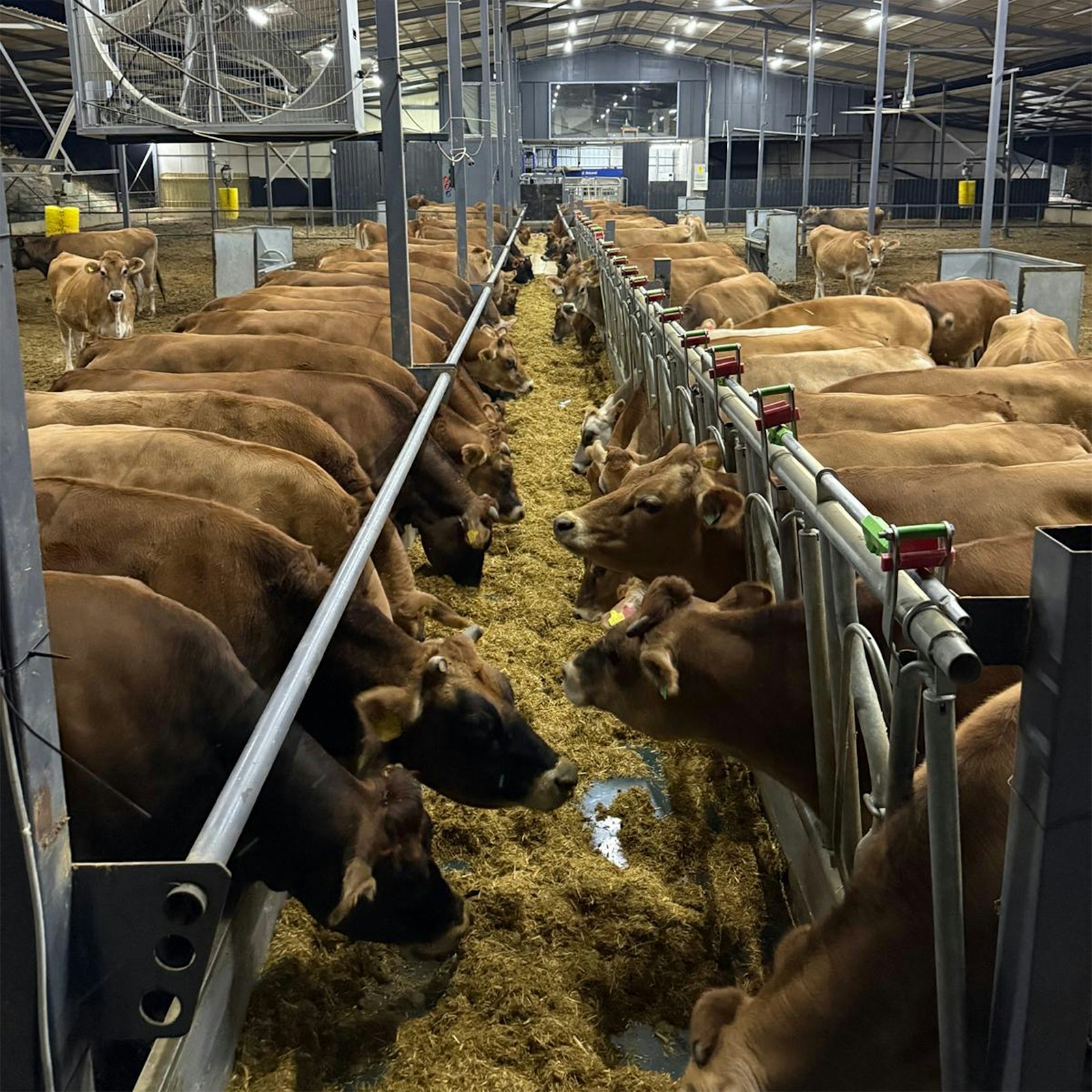 Dairy cows eating feed in a barn