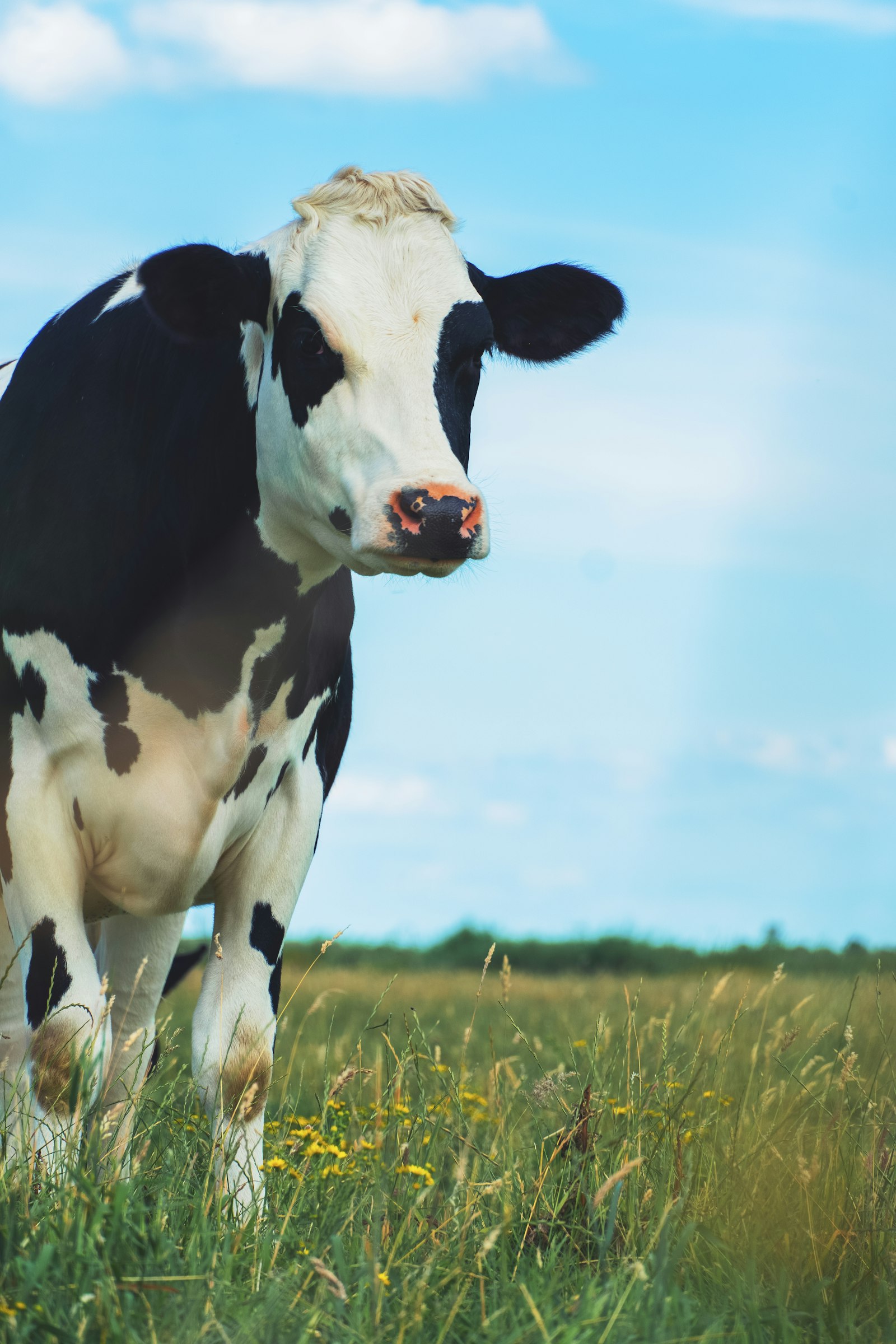 Holstein dairy cow standing in a green pasture